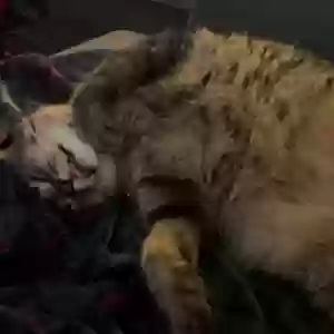 adoptable Cat in Indianapolis, IN named Artemis